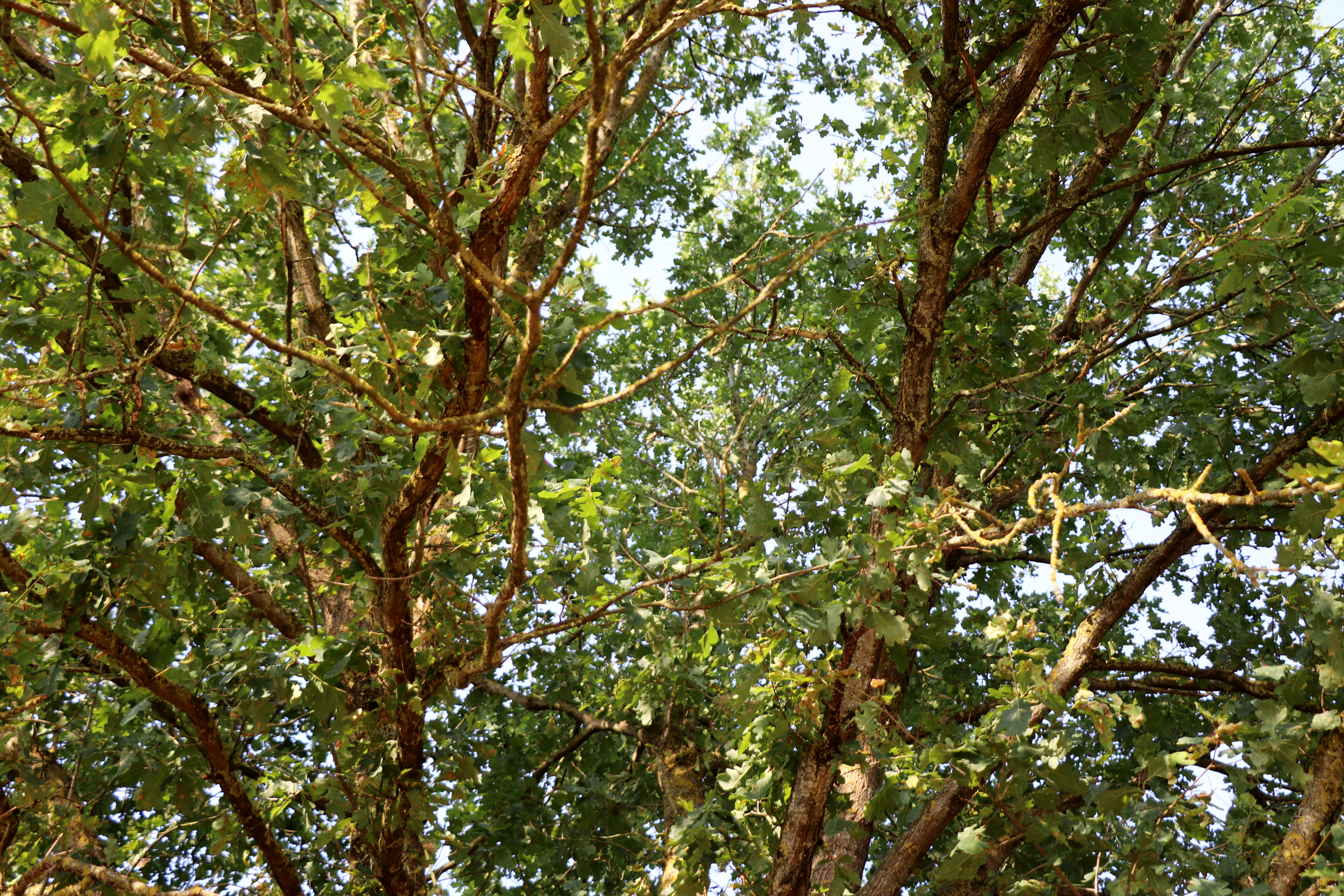 2026 07 30 ARBRES 4.jpg