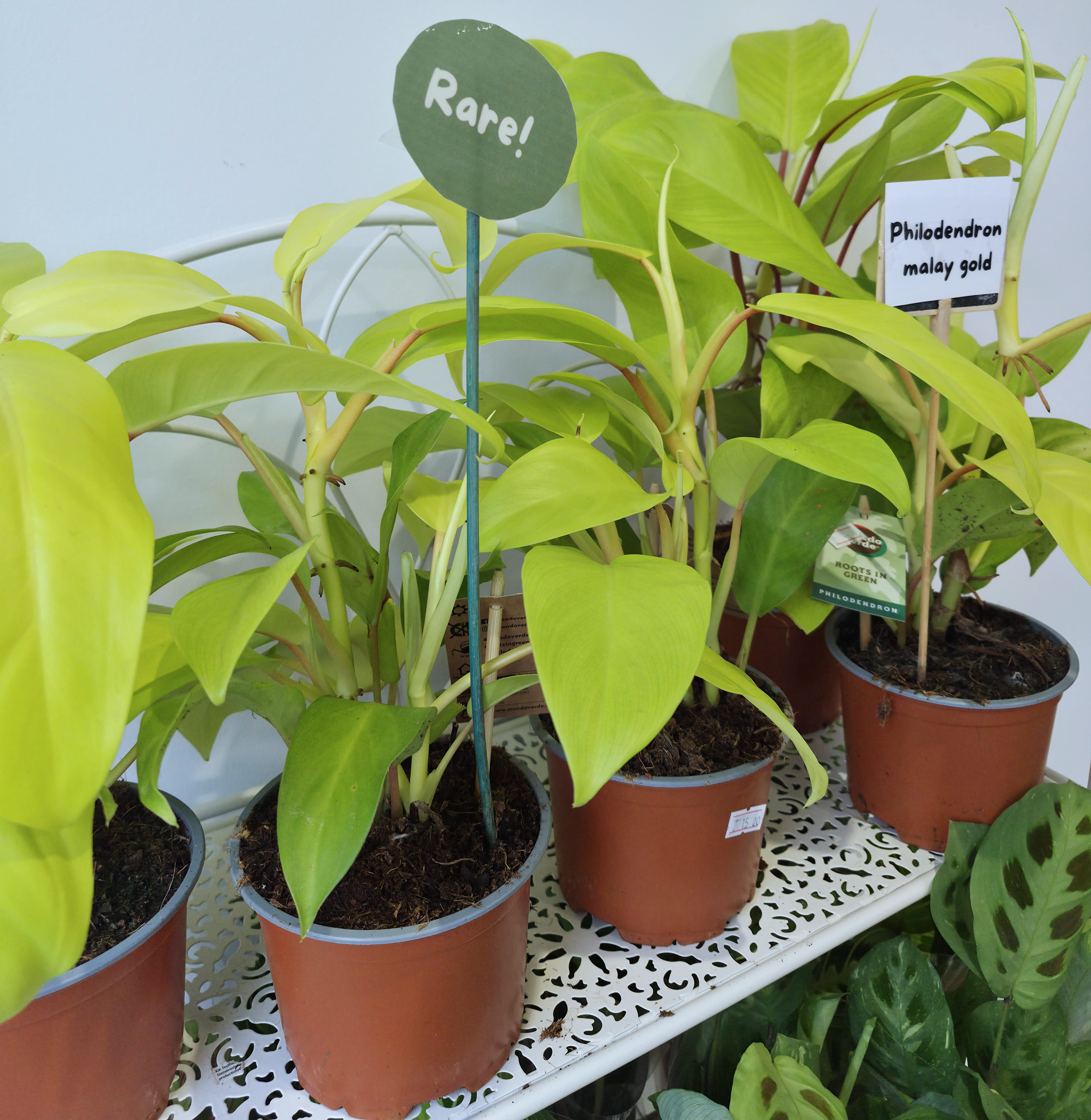 2026 01 05 TEMPS DES PLANTES.jpg