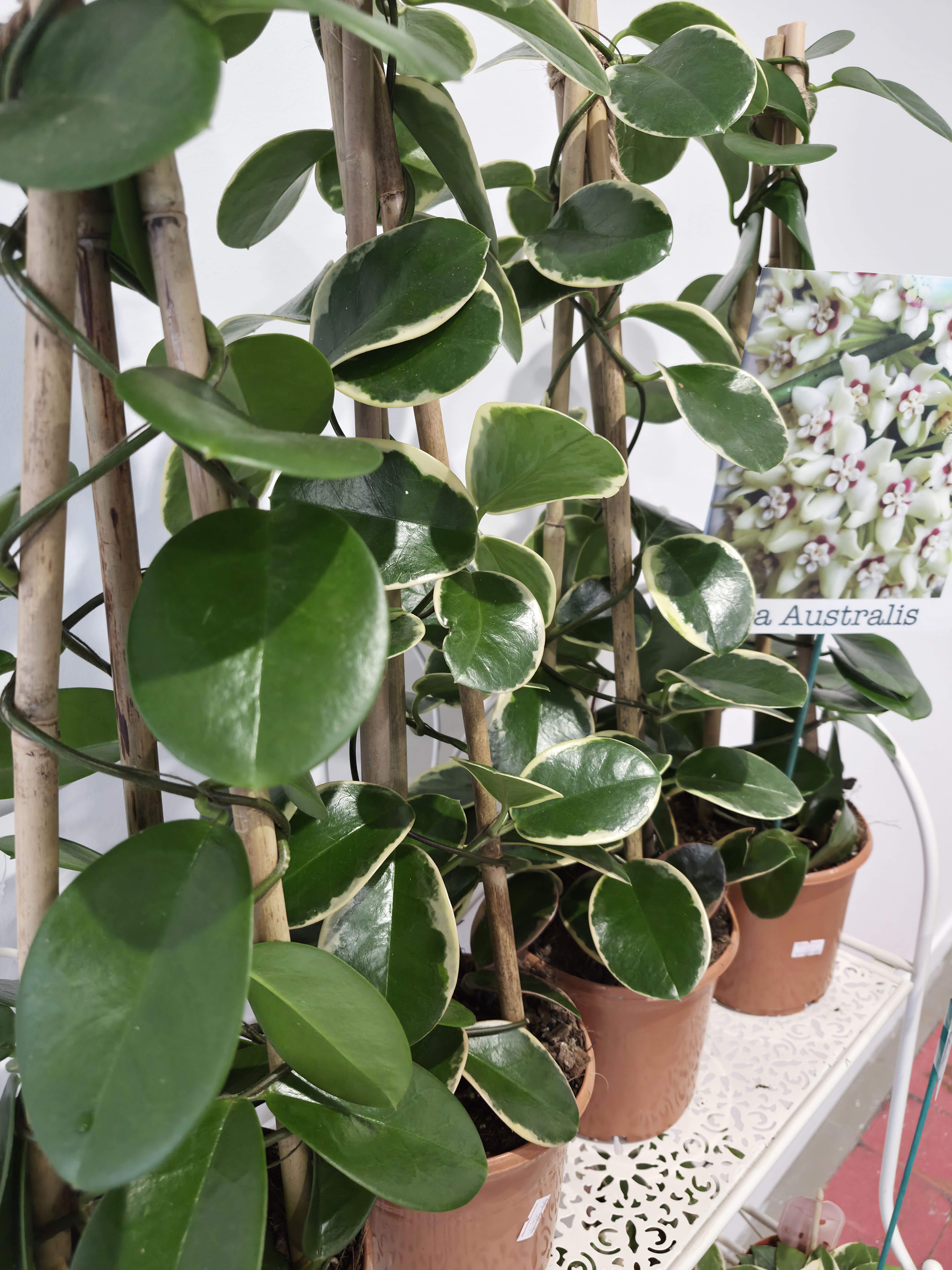 2026 01 05 TEMPS DES PLANTES 3.jpg