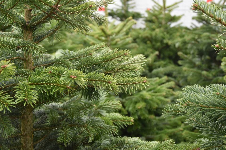 2024 01 03 SAPINS.jpg