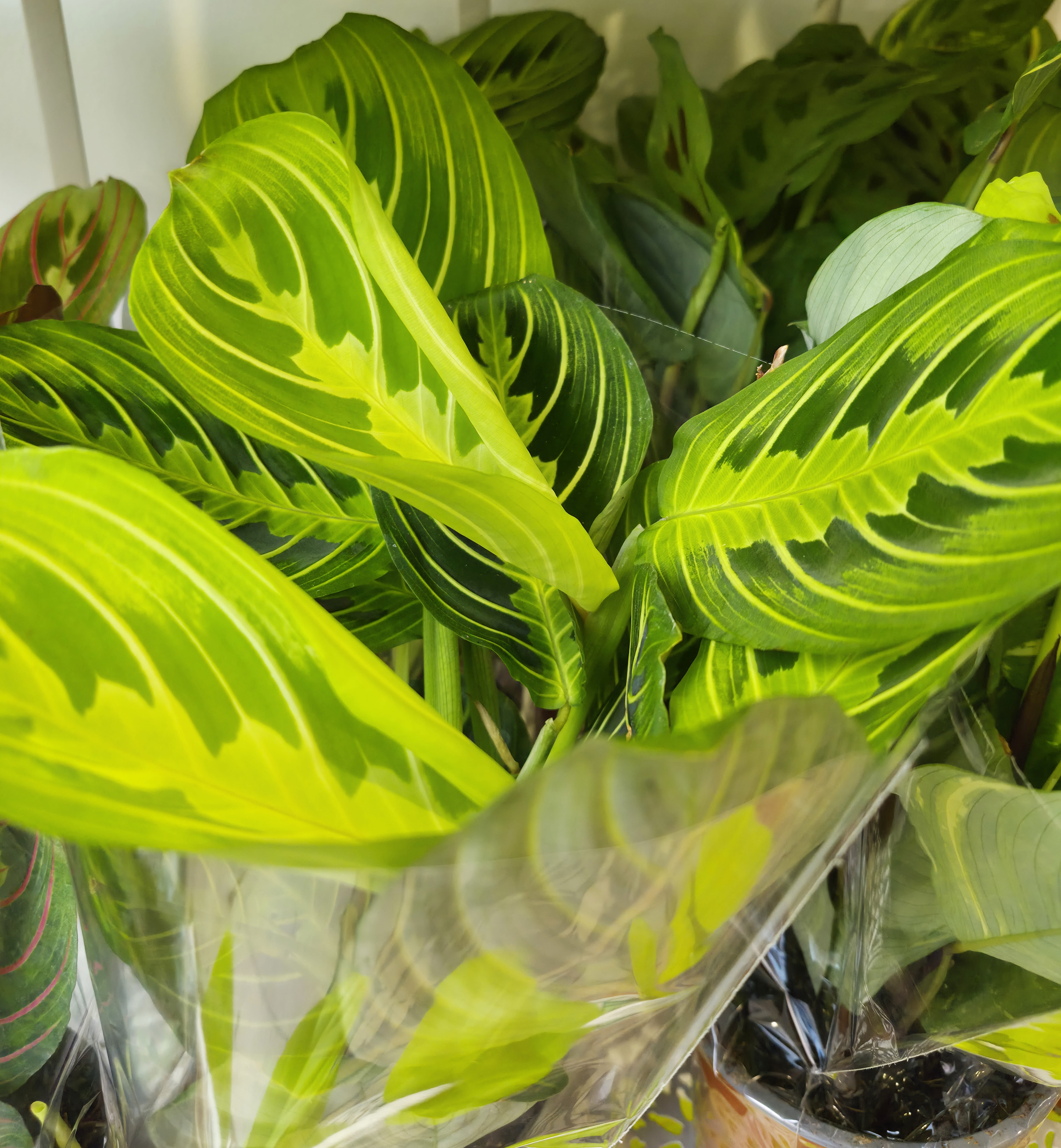 2026 01 05 TEMPS DES PLANTES 2.jpg