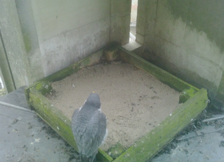 2026 02 06 Faucon.jpeg