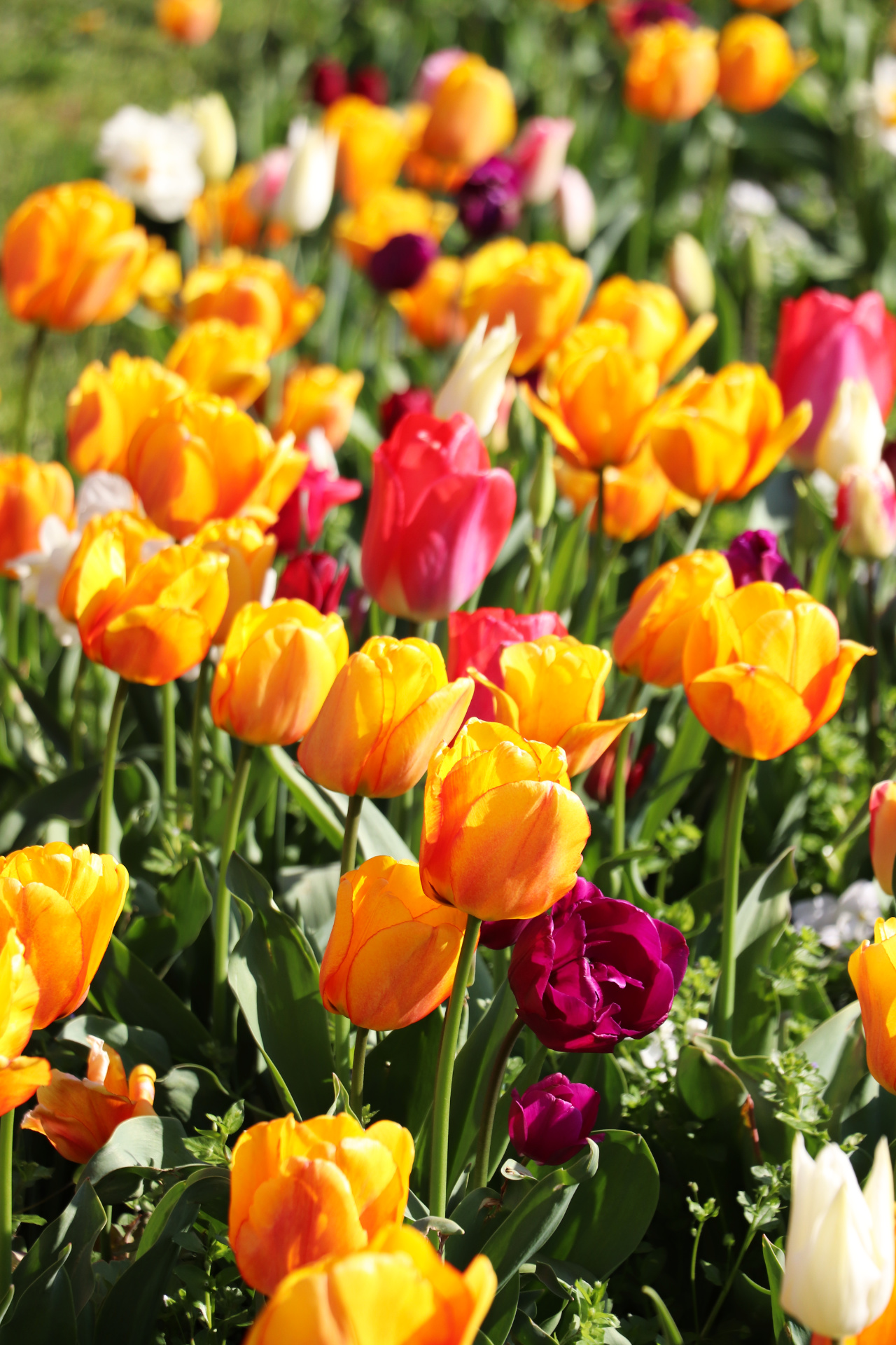 2023 04 20 Fleurs 4.jpg