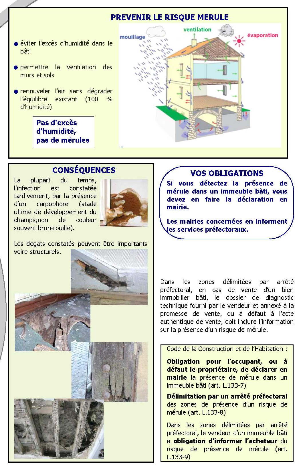 merule3.jpg