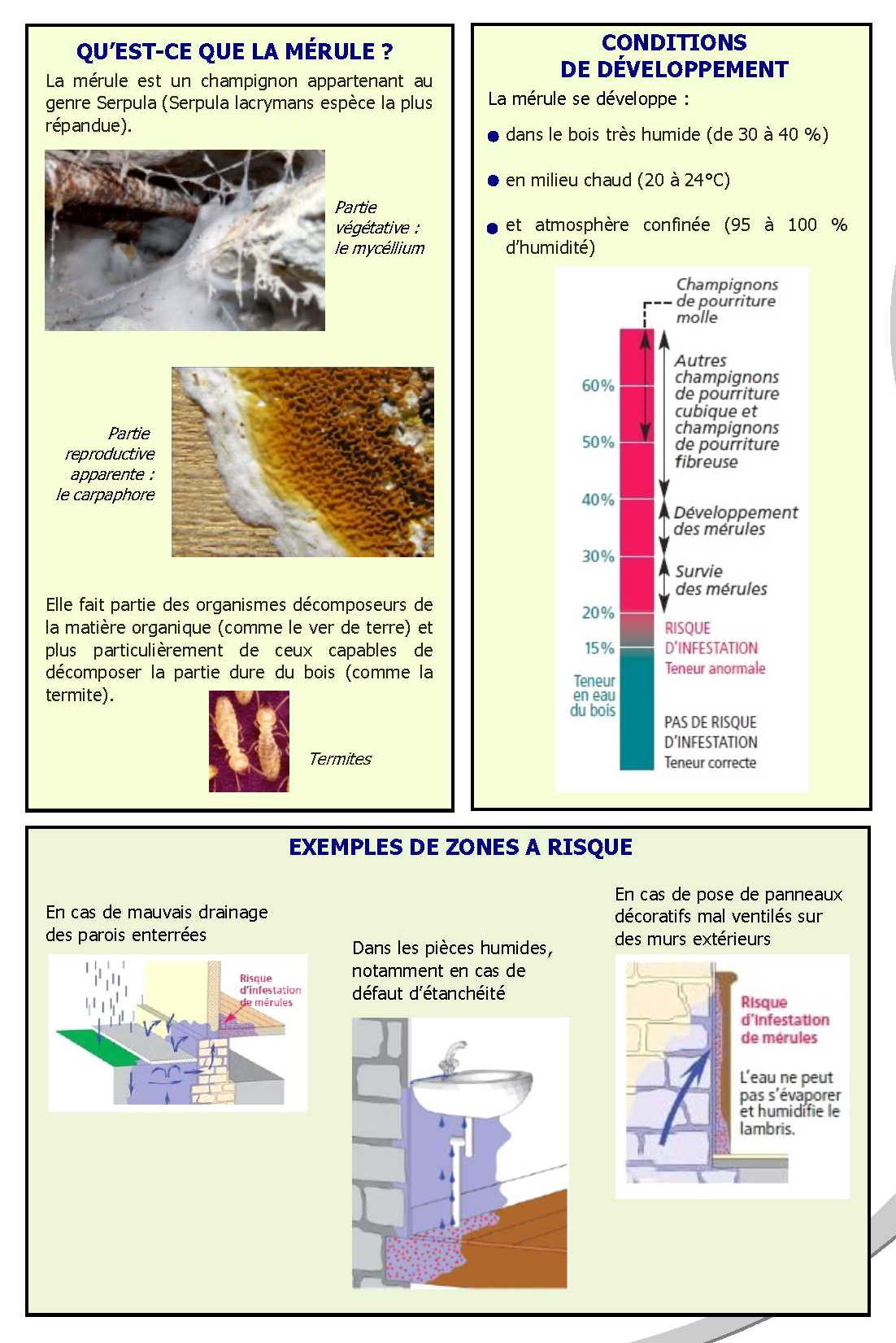 merule2.jpg