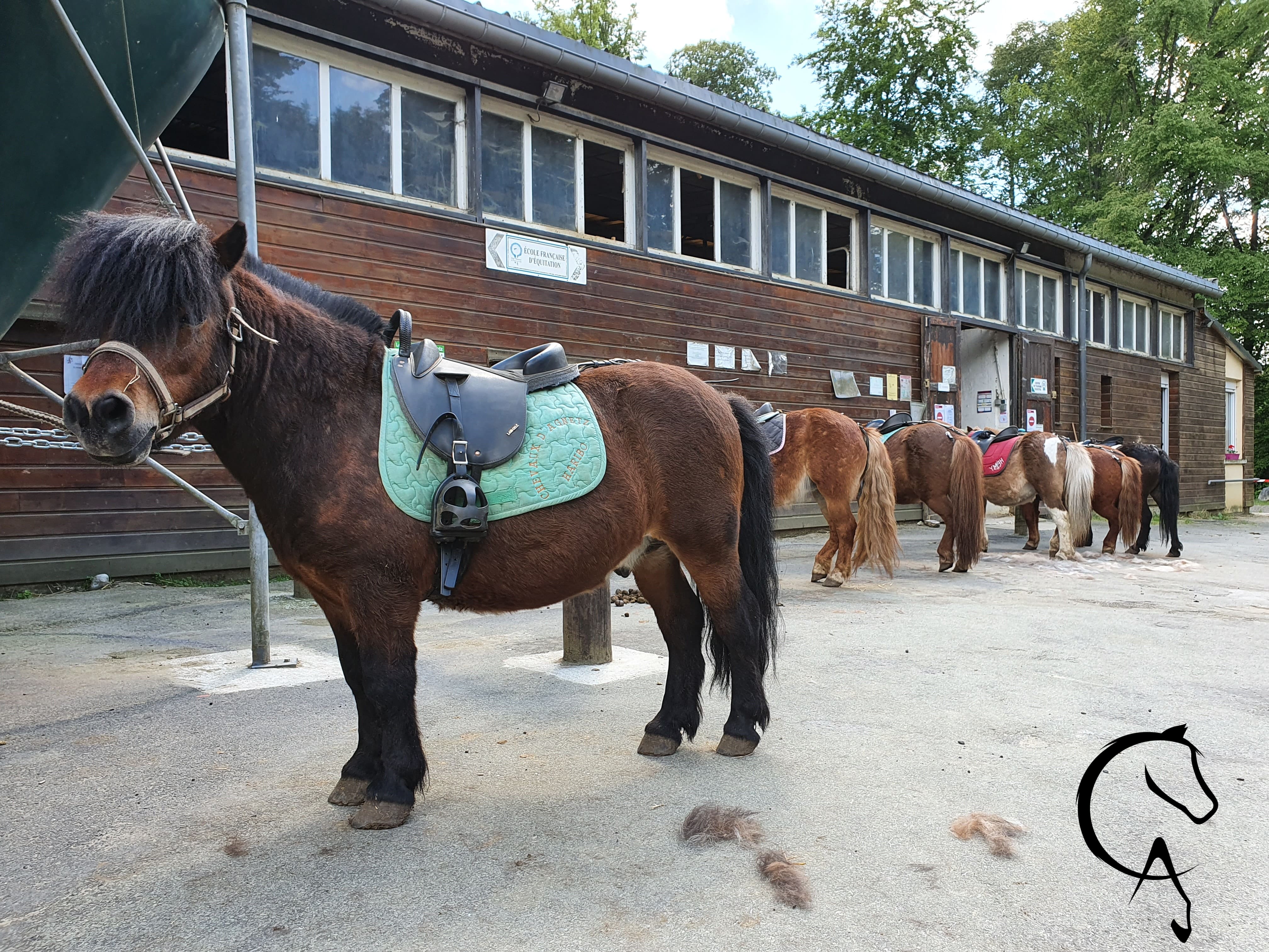 Chevaux d_Agnetz 2-min.jpg