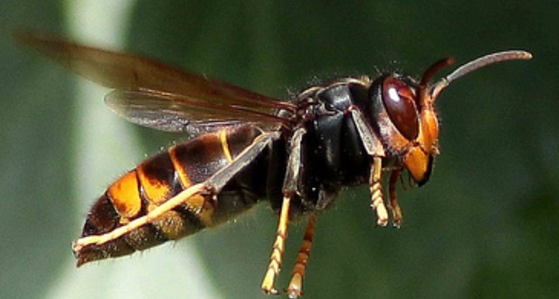 frelon asia.jpg