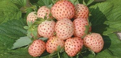 Angier fraises 2.PNG