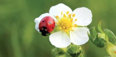 Angier fraises 3.PNG
