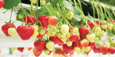 Angier fraises.PNG