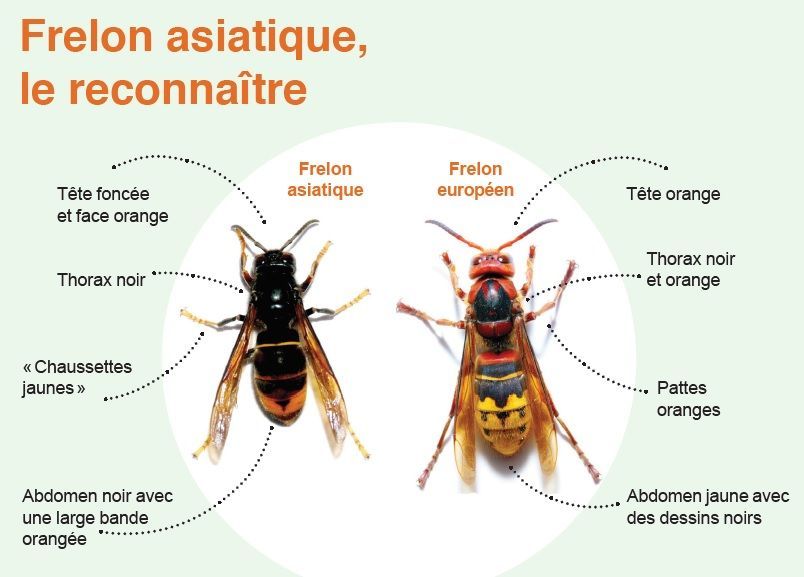 comment le reconnaitre.jpg