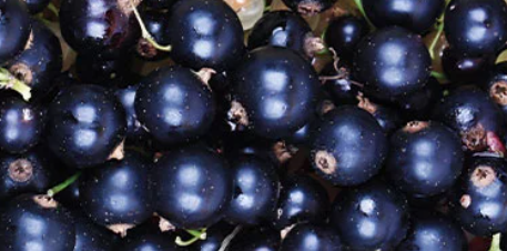 a cassis.PNG