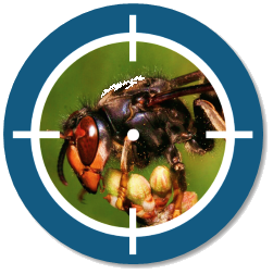frelon asiatique.png
