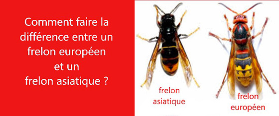 difference-frelon-européens-et-frelons-asiatique-les-exterminateurs-.jpg