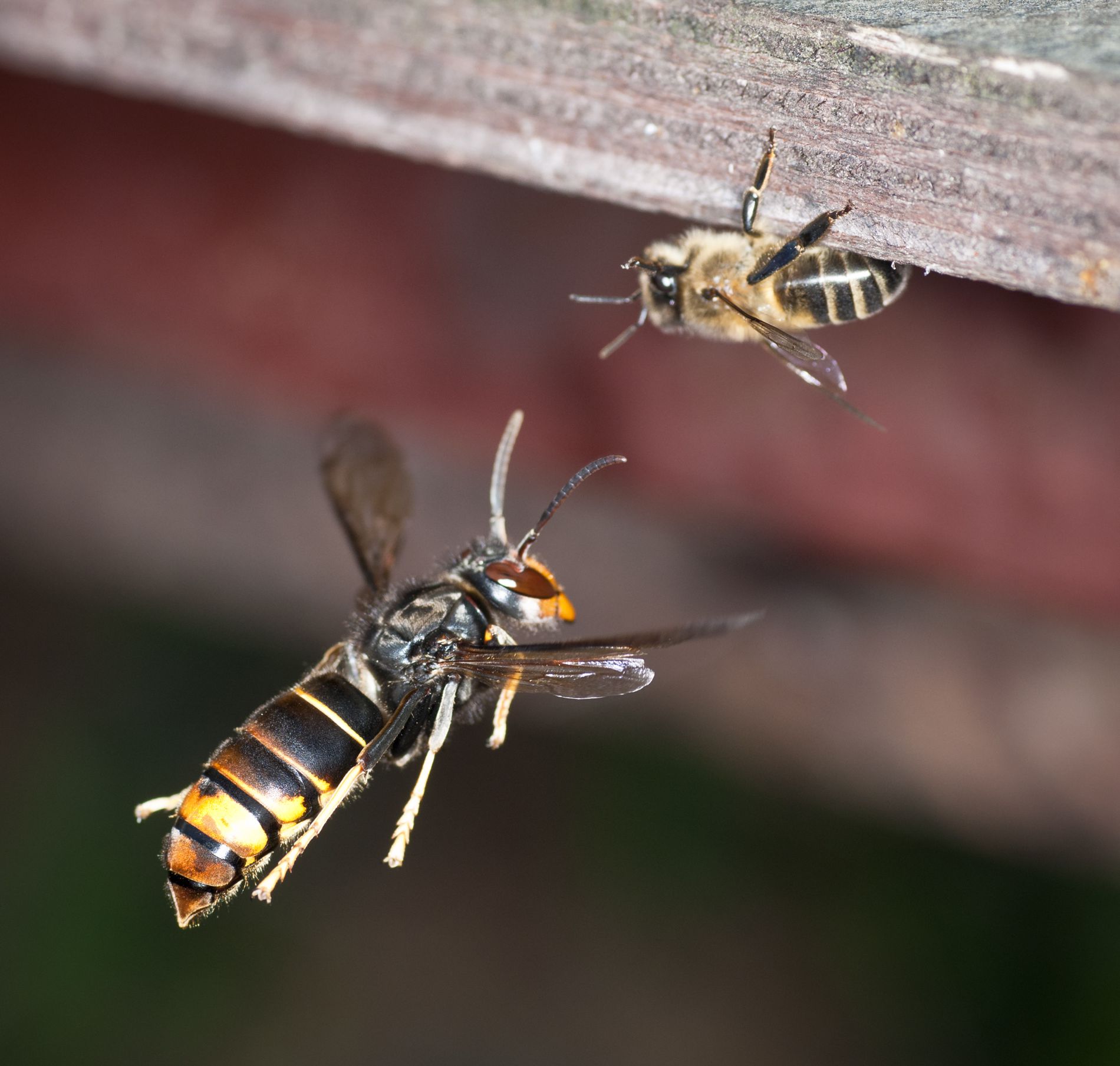 Vespa velutina im Flug attakiert Bienen Danel Solabarrieta CC BY-SA 2.0.jpg