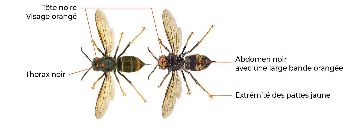 Reconnaitre Flyer_Frelons asiatiques.png