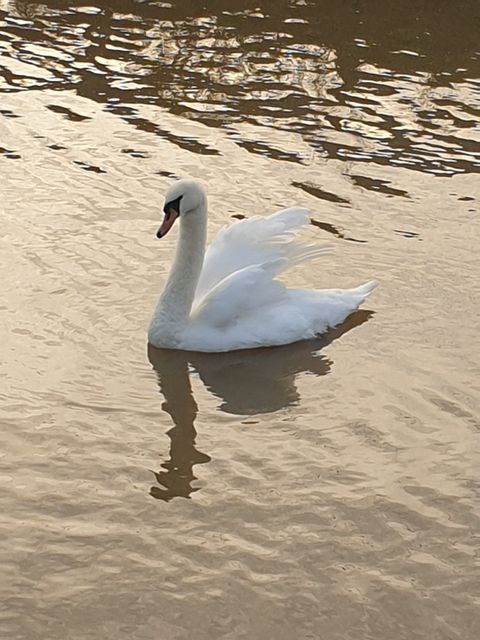 Cygne Mardyck