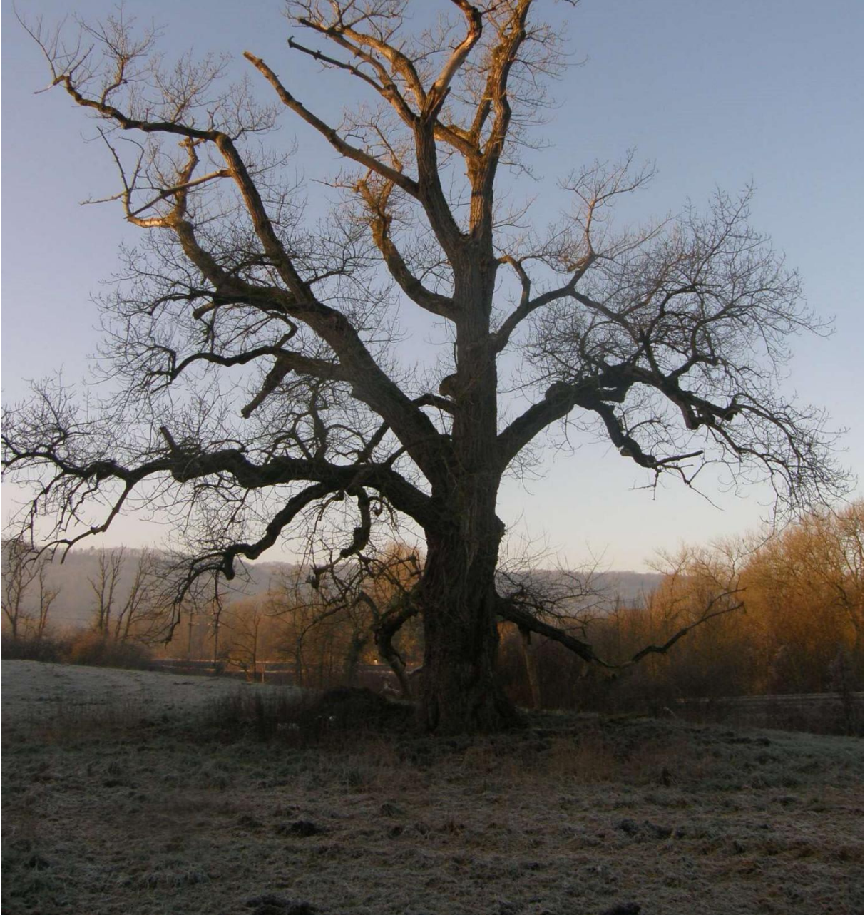 arbre remarquable.png