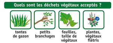 dechets vert.jpg