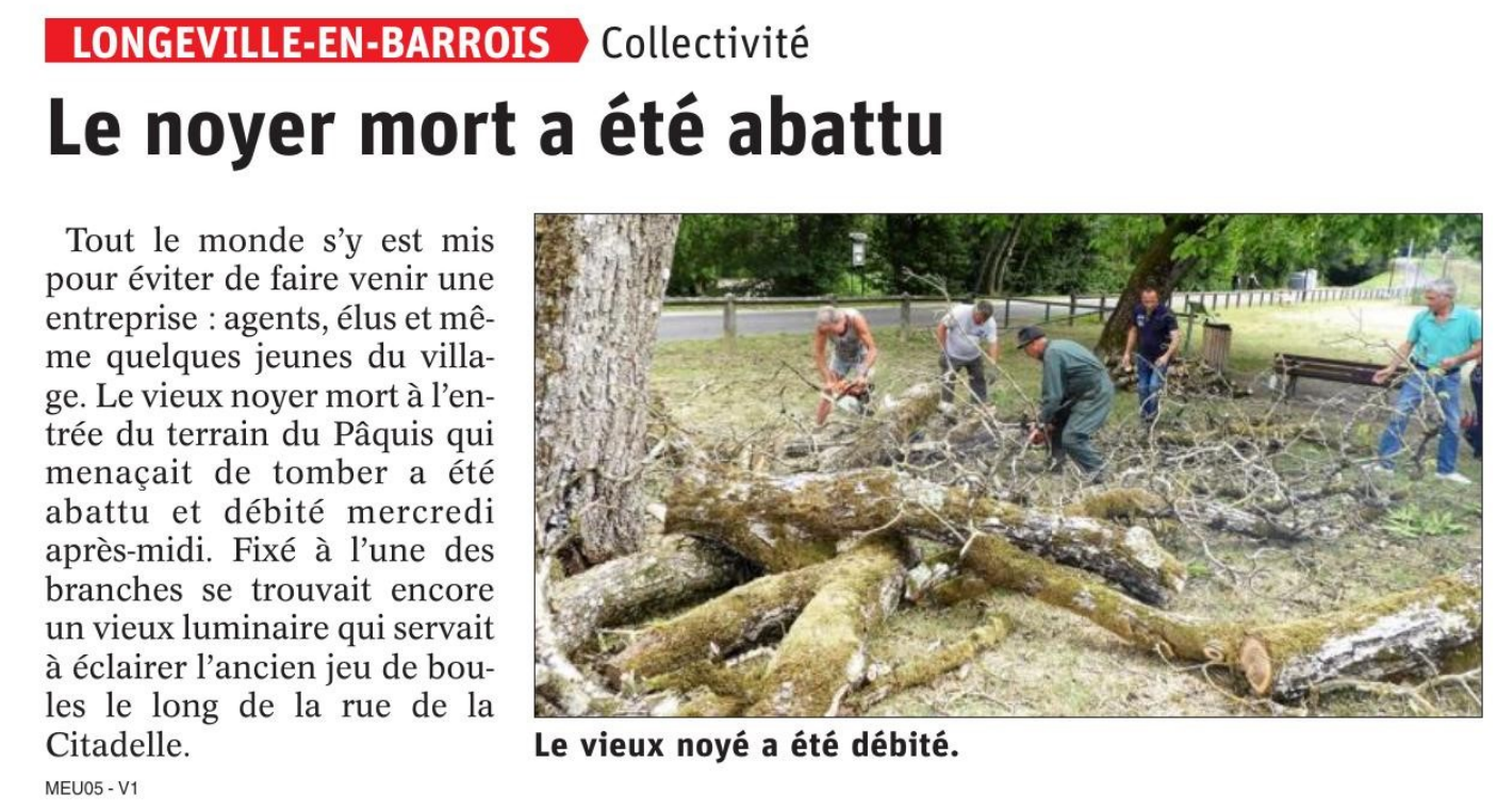 abattage noyers.png