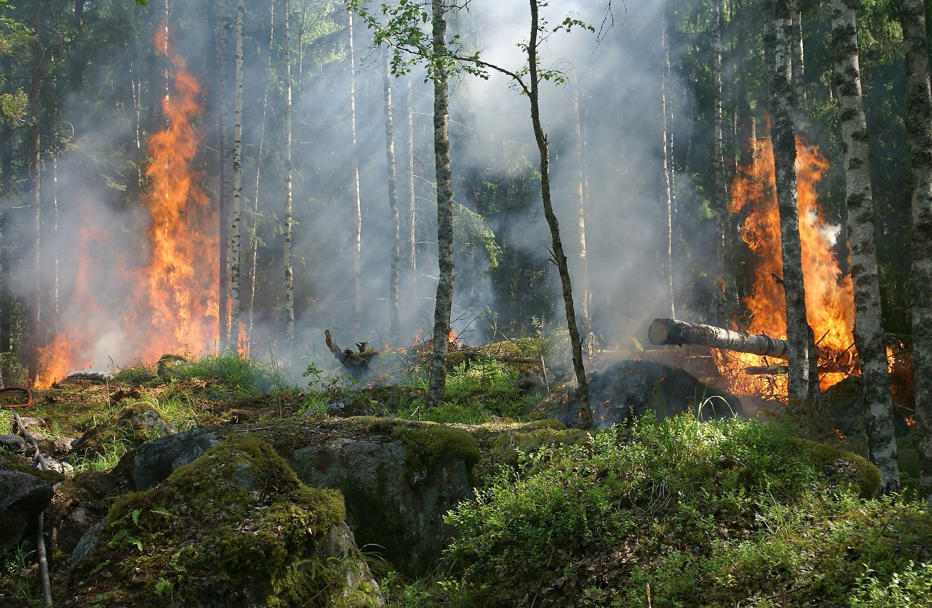 forest-fire-g5699f97bc_1920.jpg