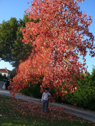 La nature dévoile ses belles couleurs automnales.jpg