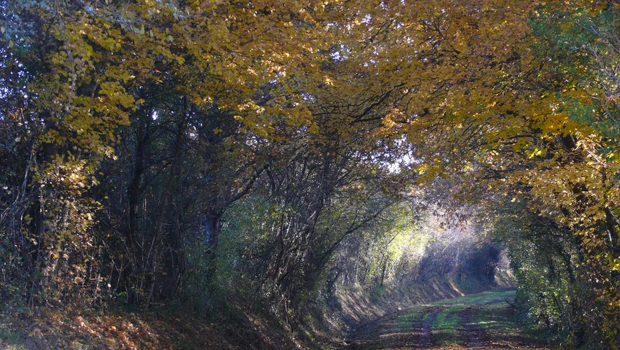 L’automne illumine les chemins ruraux.jpg