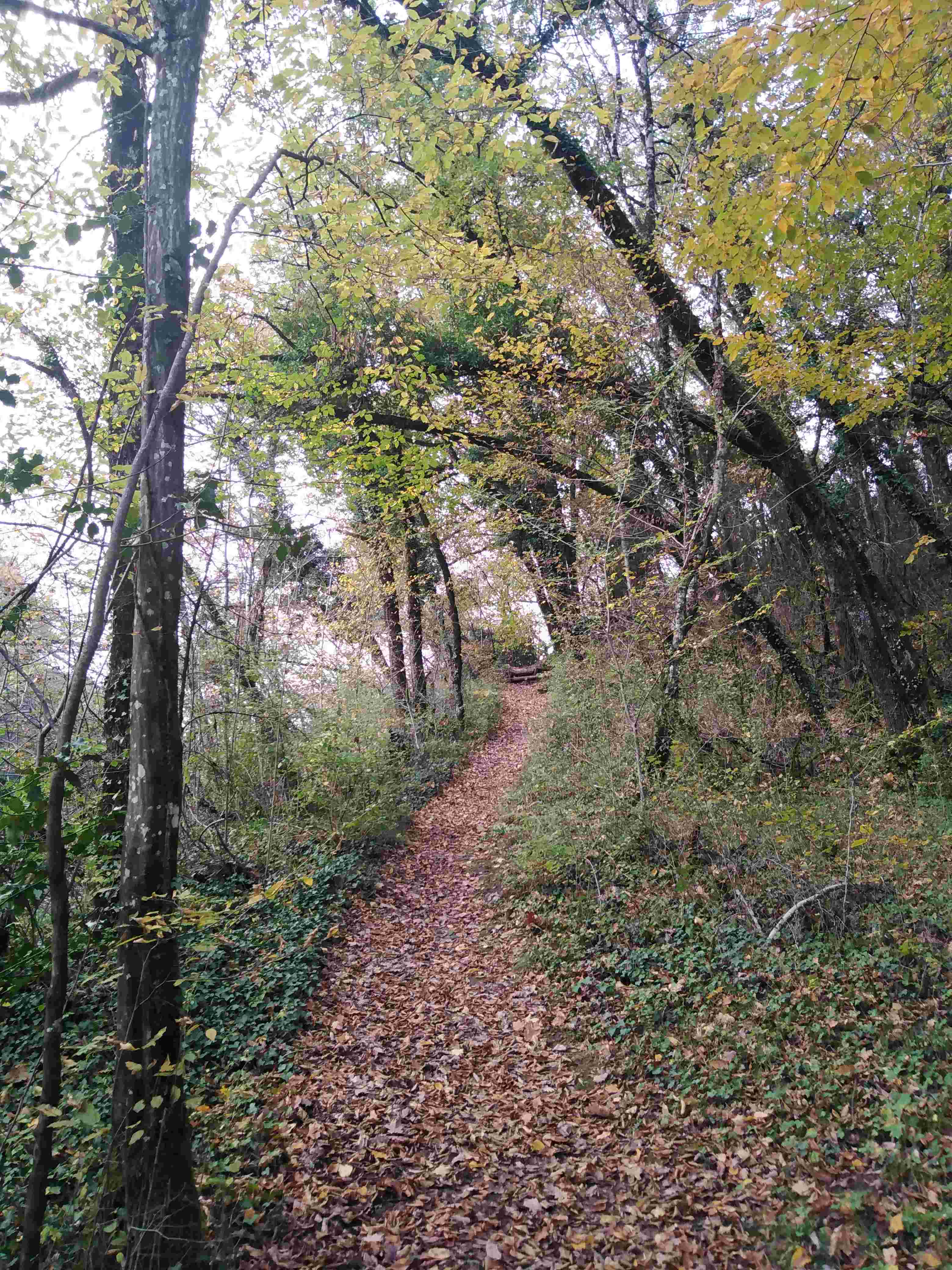 chemin en foret.jpg