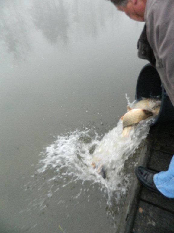 empoissonnement étang st lubin_7.jpg