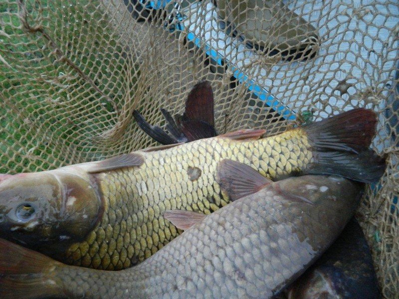 empoissonnement étang st lubin_6.jpg