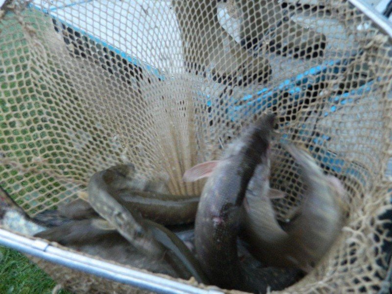 empoissonnement étang st lubin_5.jpg