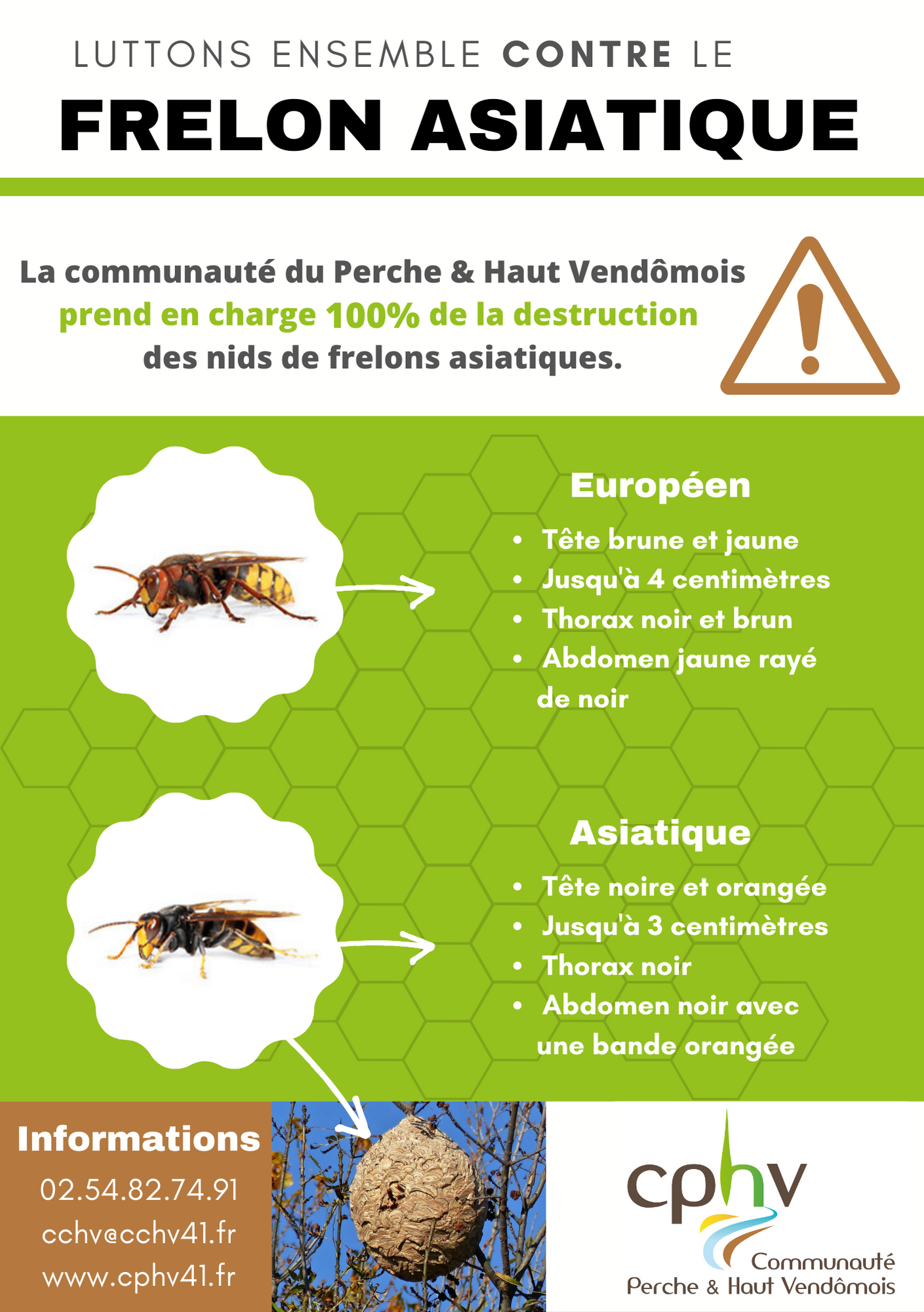 Frelons asiatiques