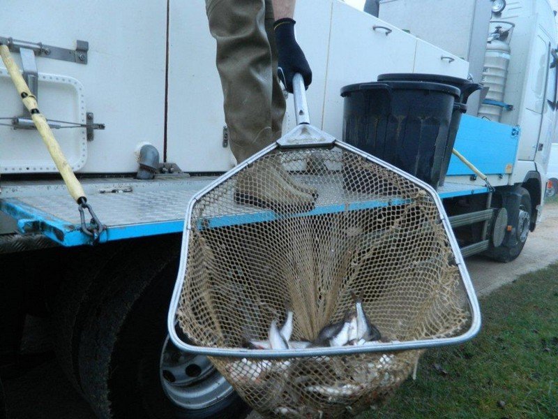empoissonnement étang st lubin_2.jpg