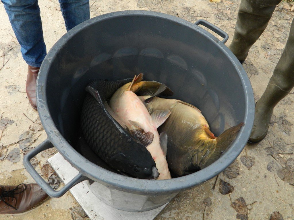 Empoisonnement _3_.JPG