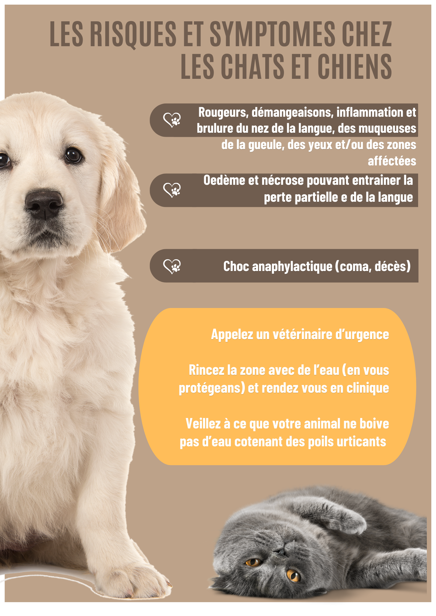 Affiche Parrainage Animaux Refuge Moderne Illustré Bleu Mauve Noir.png