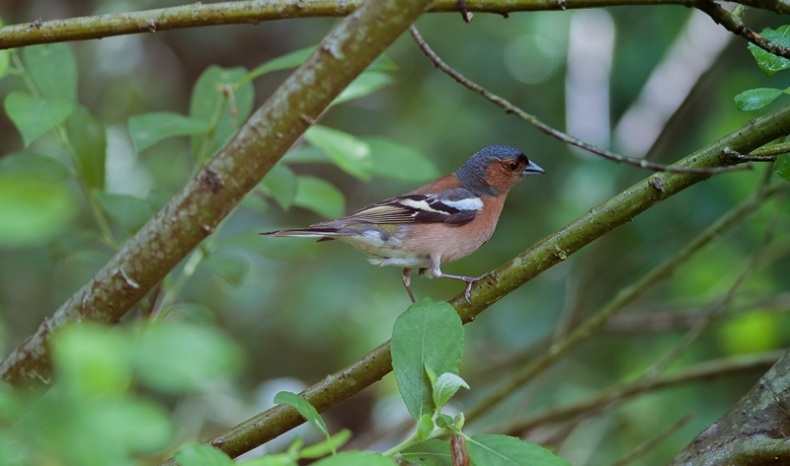 Pinson des arbres.jpg