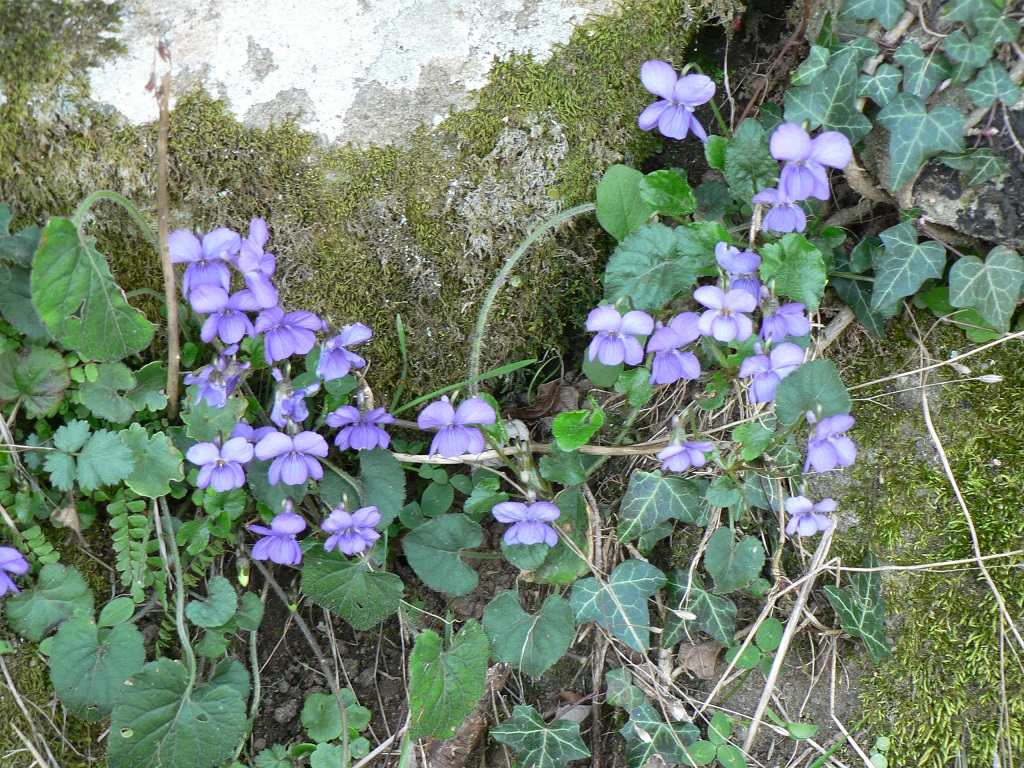 violettes peyremale.JPG