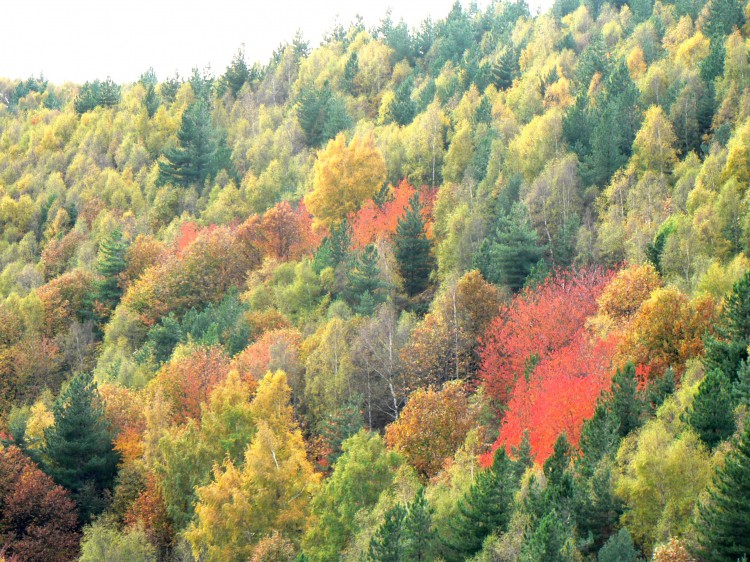 automne en cévennes.jpg