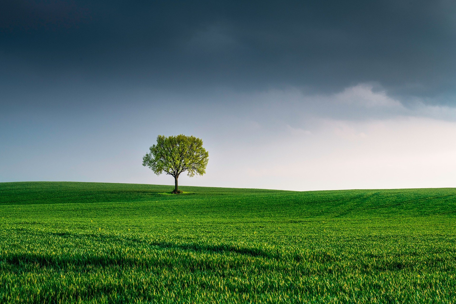 tree-6147402_1920.jpg