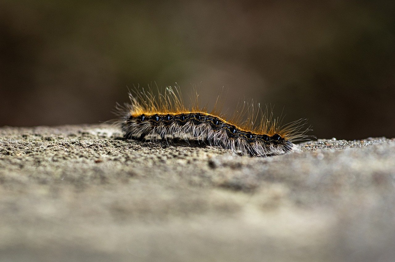 caterpillar-8469363_1280.jpg