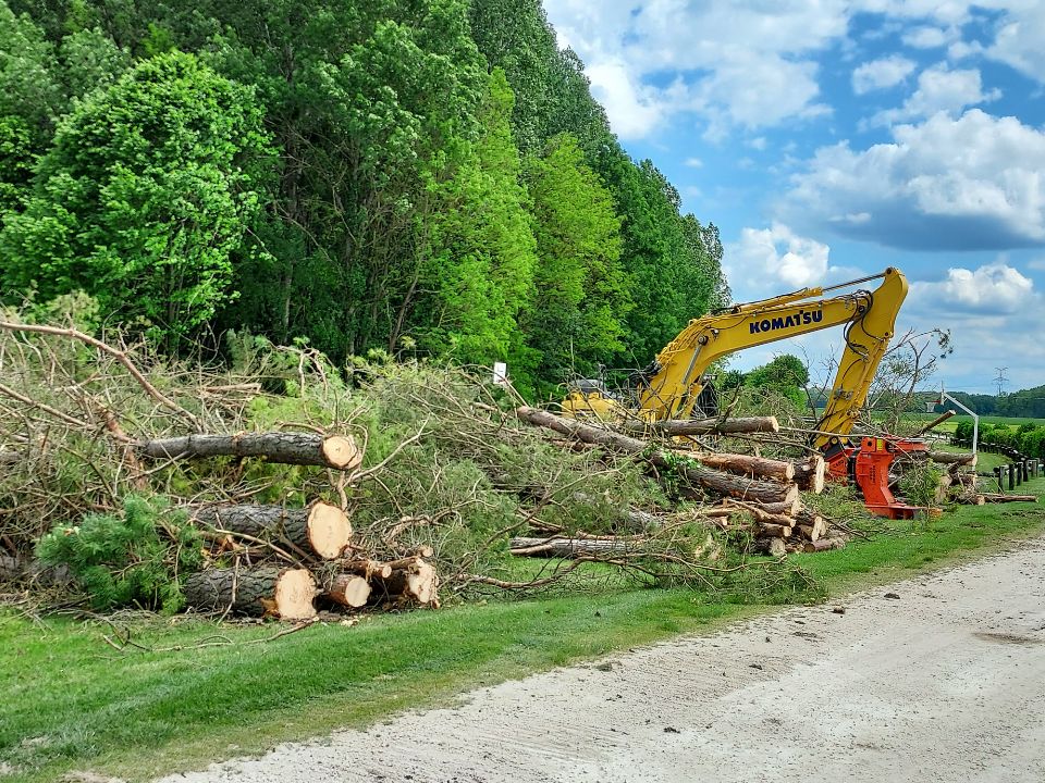 Photos arbres coupés après.jpg