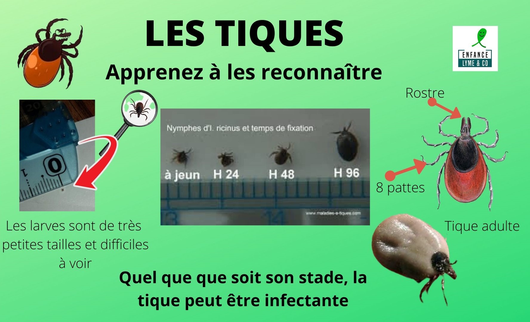 1 - LES TIQUES.jpg
