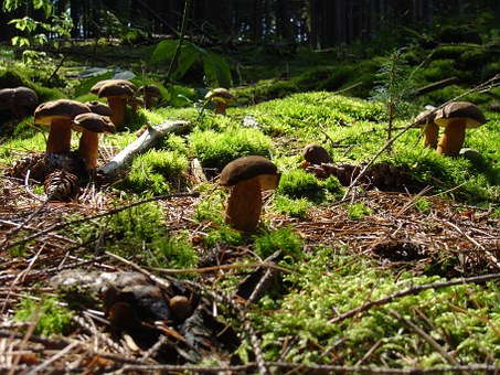 mushrooms-465526__340.jpg