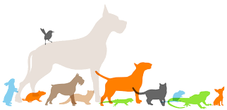 chien chat.png