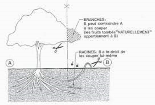distance légale de plantations 2.jpg