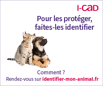 CHAT-CHIEN - Display Comment 336 x 280 px.jpg