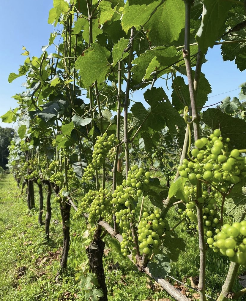 vignes 5.jpg