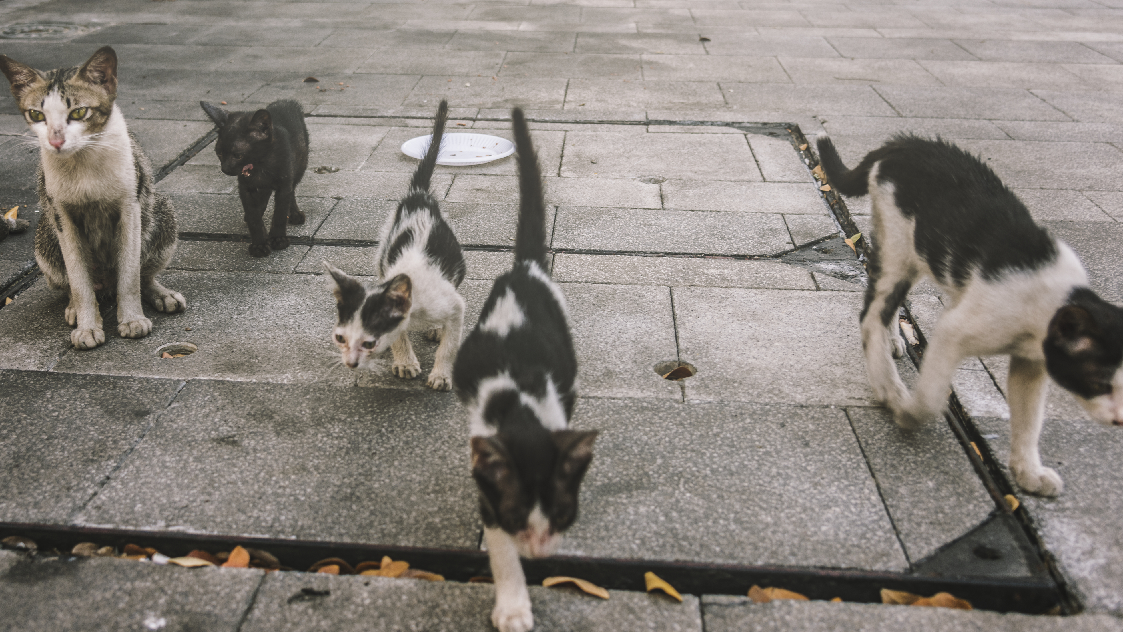 group-cute-street-cats-kittens.jpg