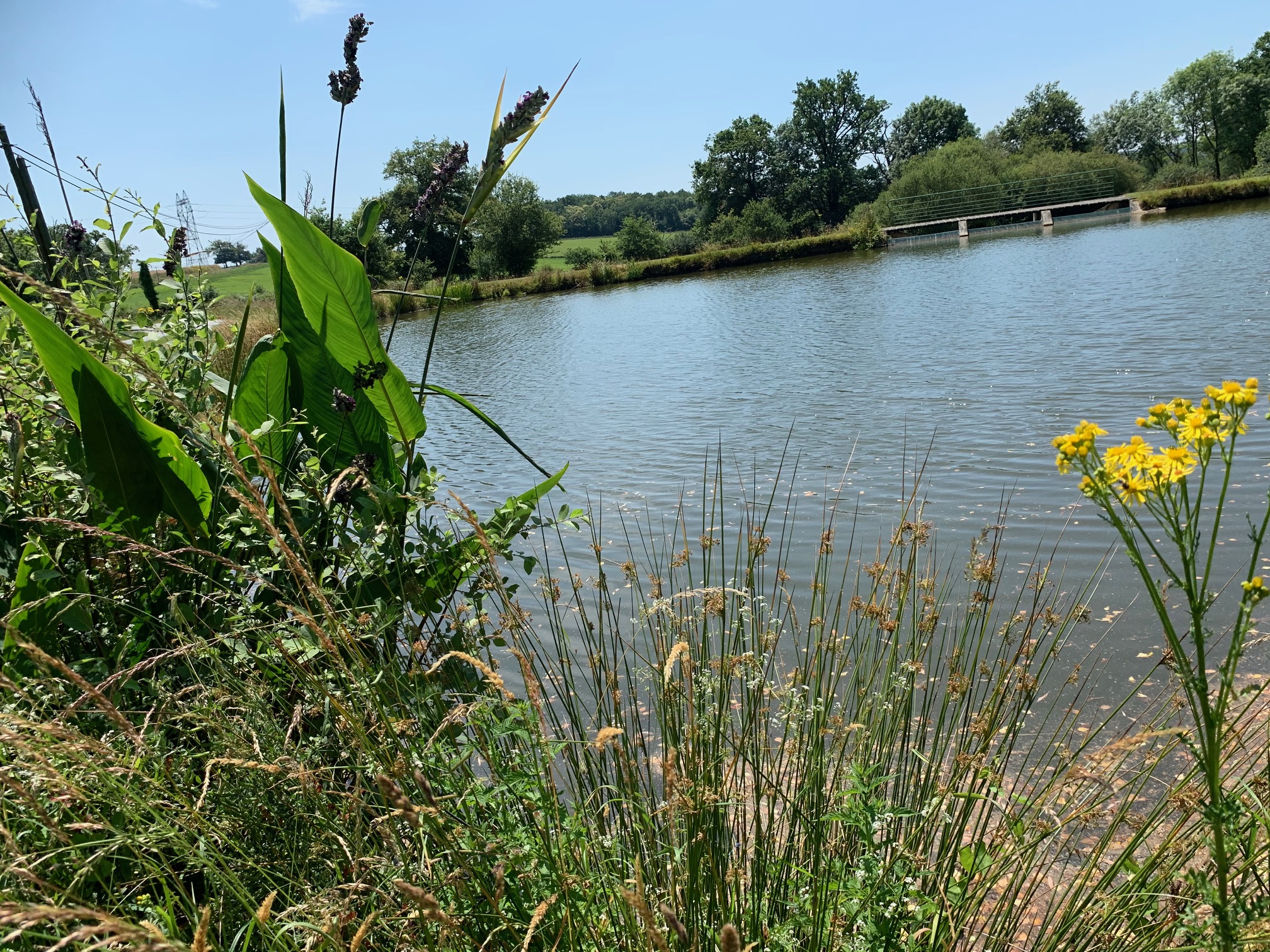 etang herbes.jpg