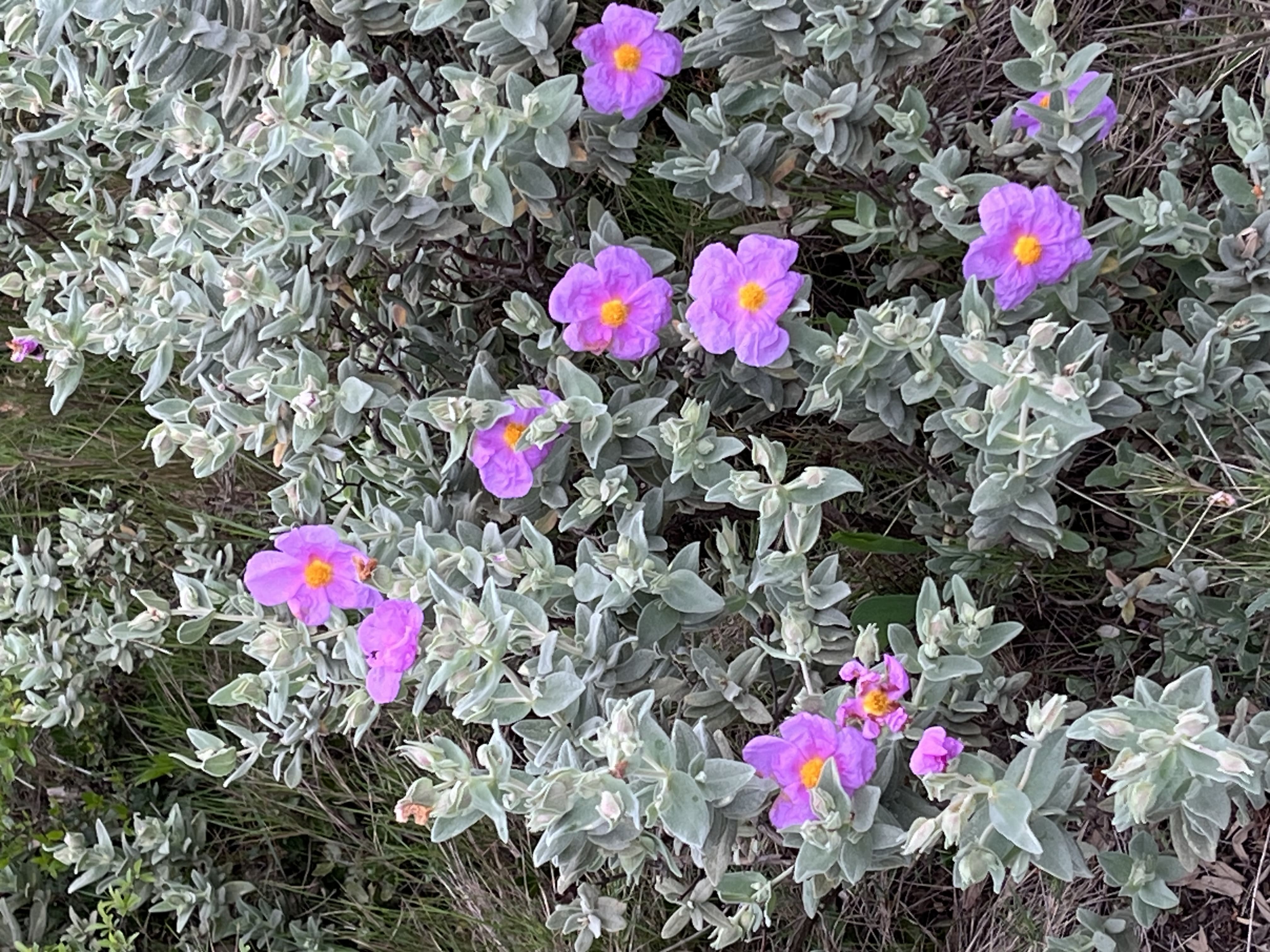 IMG_0421.jpeg